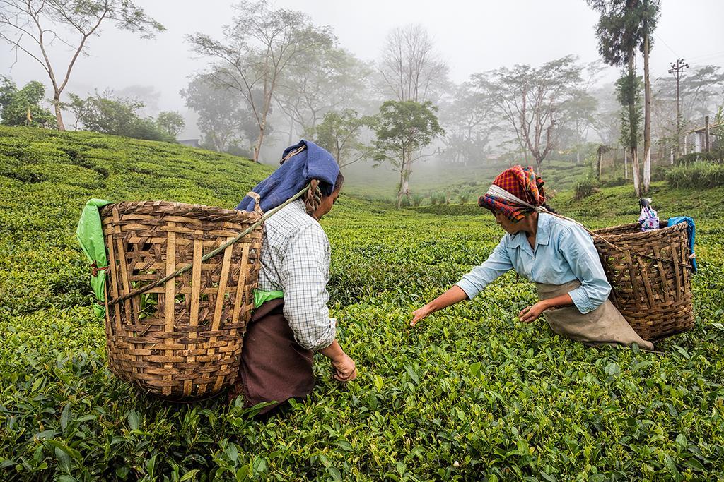 Ging Tea House Pensionat Darjeeling  Eksteriør billede