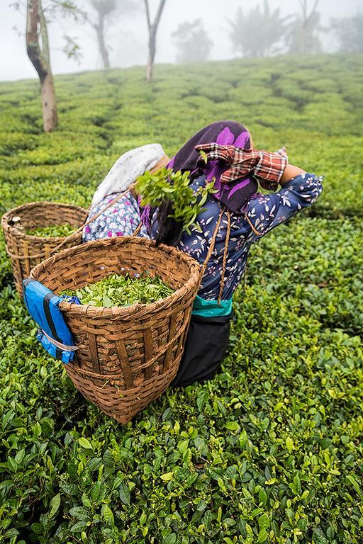 Ging Tea House Pensionat Darjeeling  Eksteriør billede
