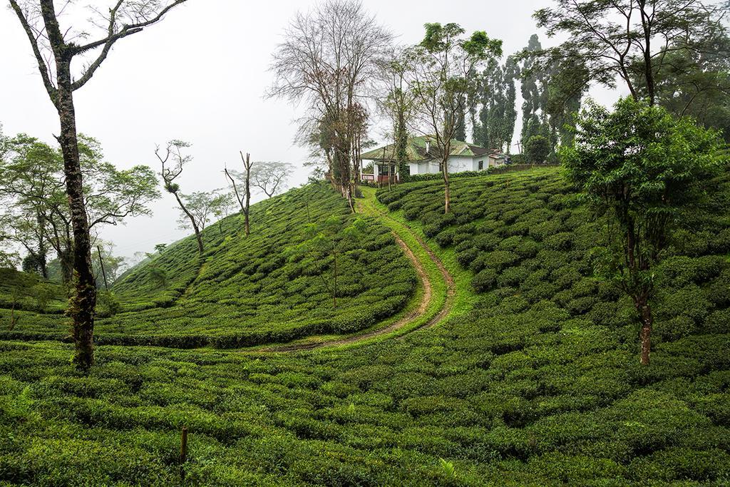 Ging Tea House Pensionat Darjeeling  Eksteriør billede