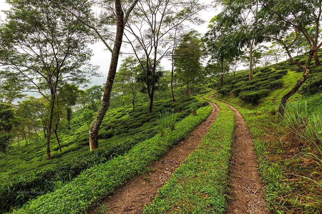 Ging Tea House Pensionat Darjeeling  Eksteriør billede